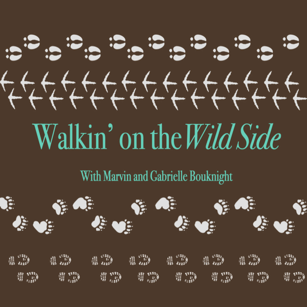 Walkin' on the Wild Side